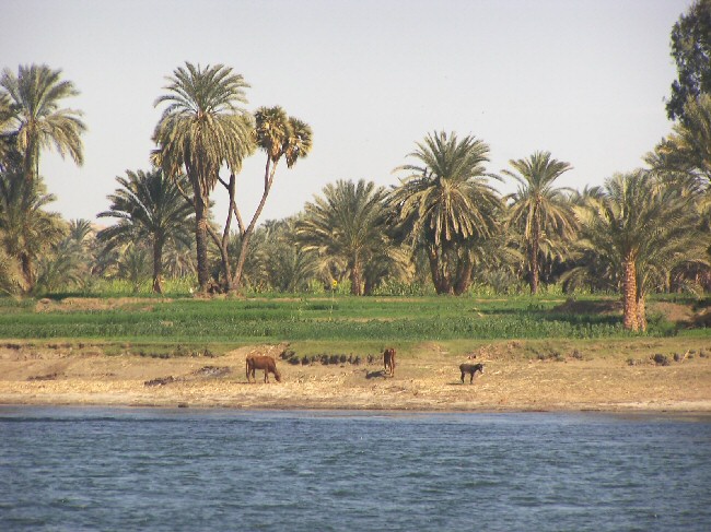 Avec ses 6671 KM de long, dont 1205 en Egypte, le Nil est le plus long fleuve du monde.